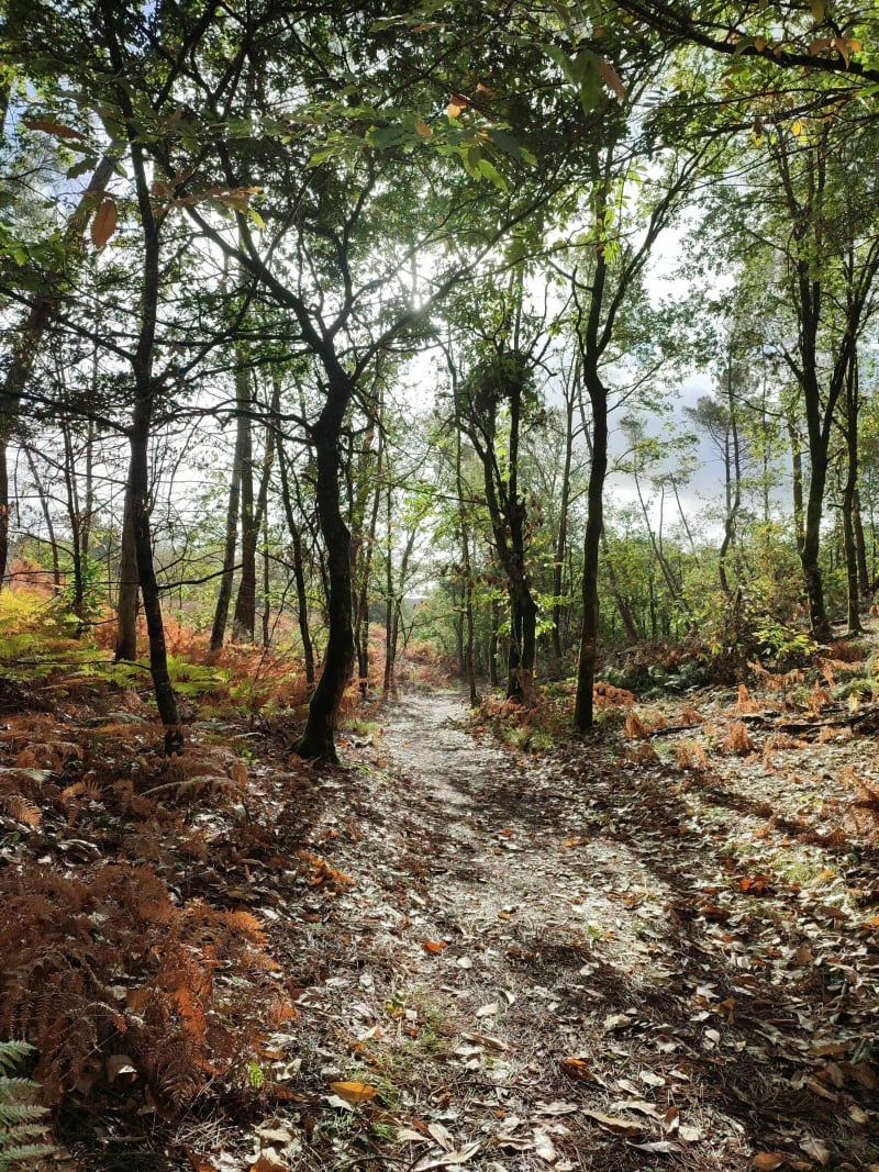Balade en Forêt à Saint Dolay - Saint-Dolay