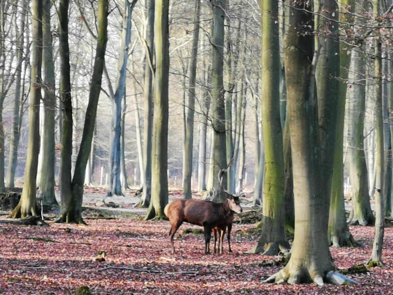 Balade vélo forêt en famille de Roumare - Val-de-la-Haye