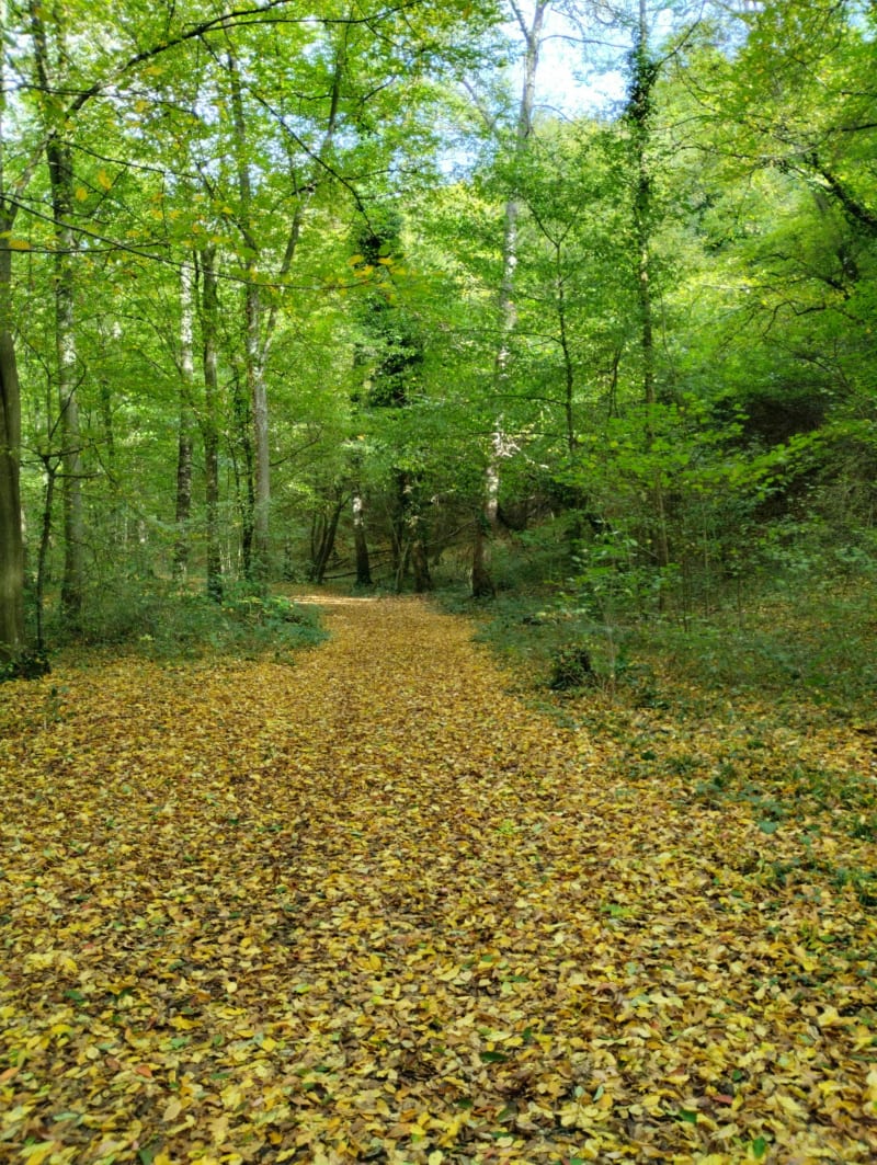 Rando Évreux - Gauville Mix Forêt/Voie verte - Évreux