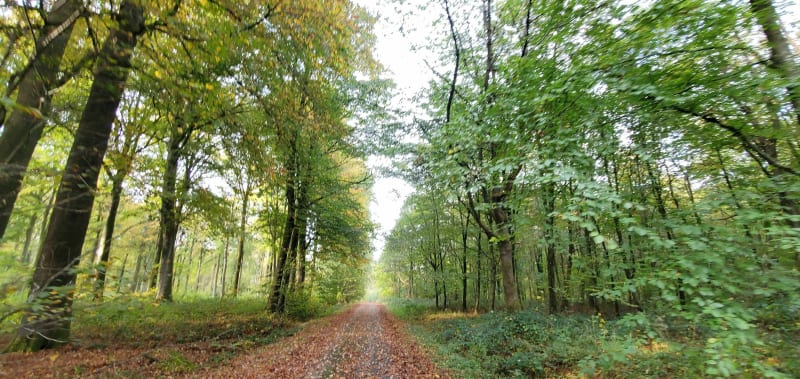Le sentier de la Ternoise en variante période de chasse, dans la forêt d'Hesdin - Hesdin