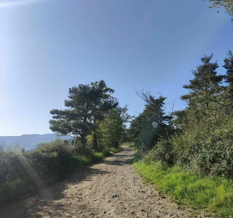Balade VTT entre pré et forêt - Saint-Chamond