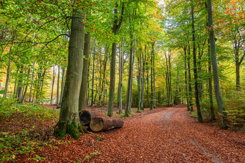 Wandeling in de bossen van Saint-Cucufa - Rueil-Malmaison