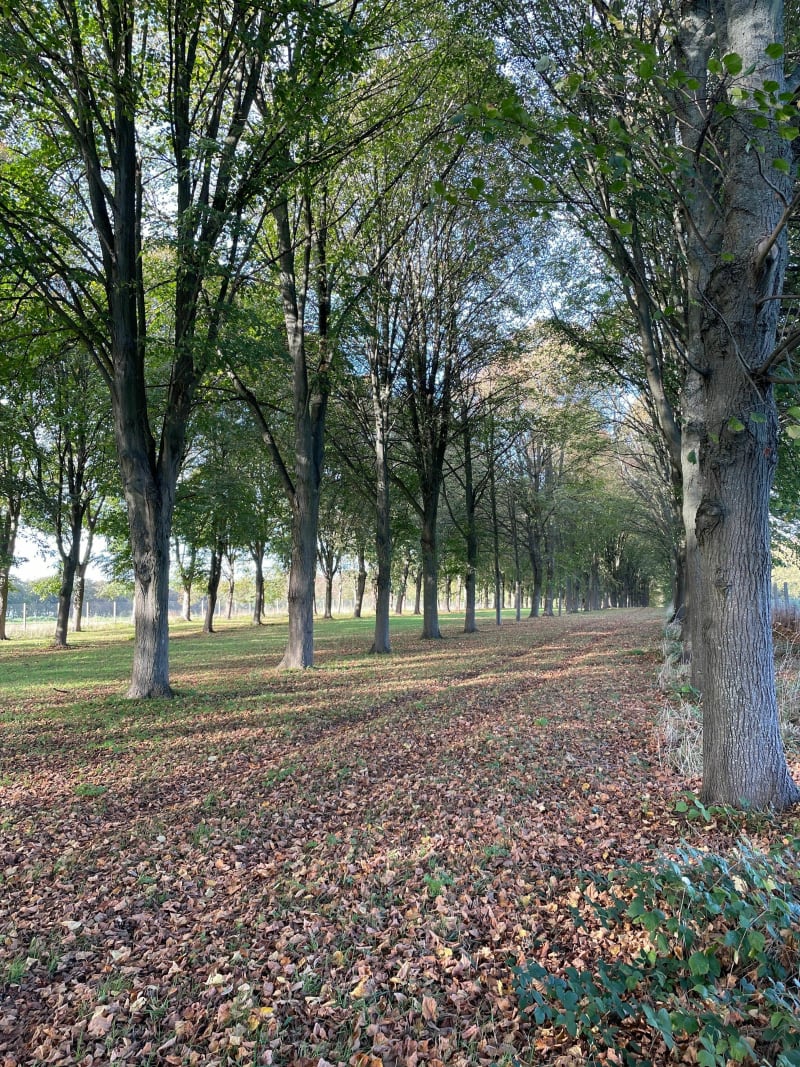 Balade dans les feuilles du Parc de Versailles - Le Chesnay-Rocquencourt