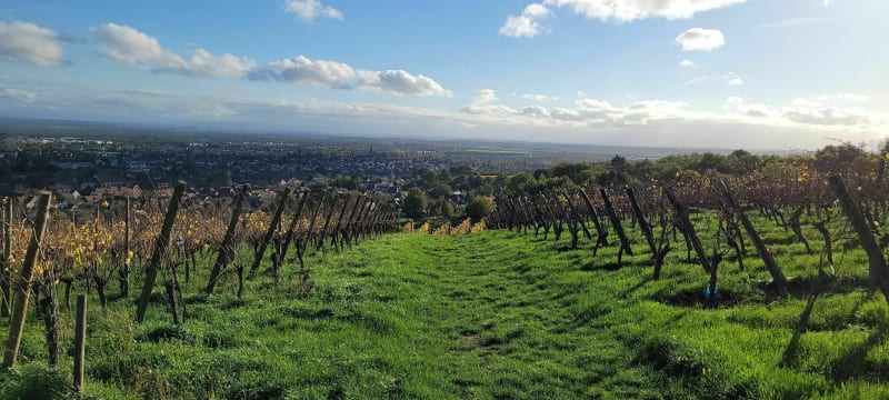 Balade viticole - Cernay