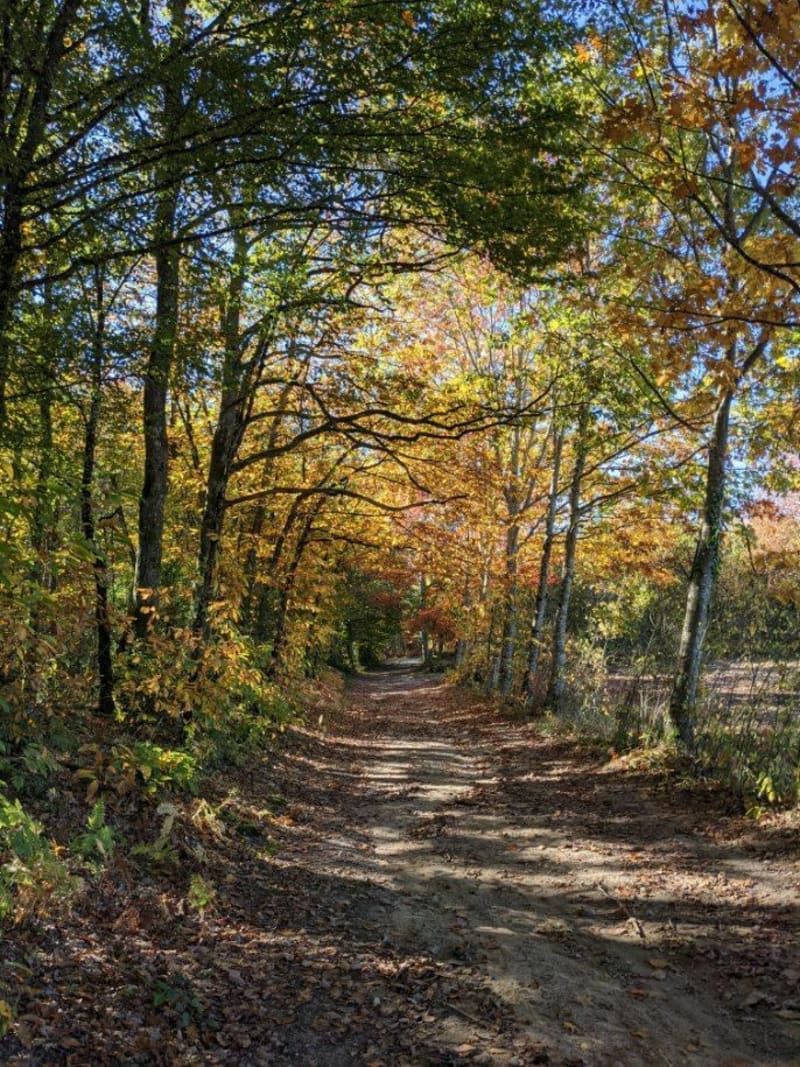 Balade au Bois de la Grange - Feytiat