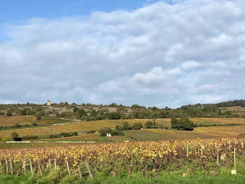 Au milieu des vignes près de la forêt de Givry - Givry