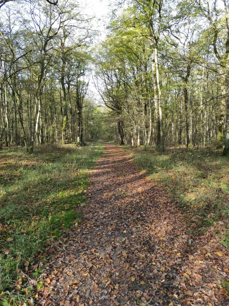 Jogging d'automne dans la forêt entre Rurange et Trèmery - Rurange-lès-Thionville