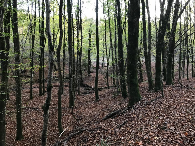 Le Claon, Ballade dans la forêt de Lachalade - Le Claon