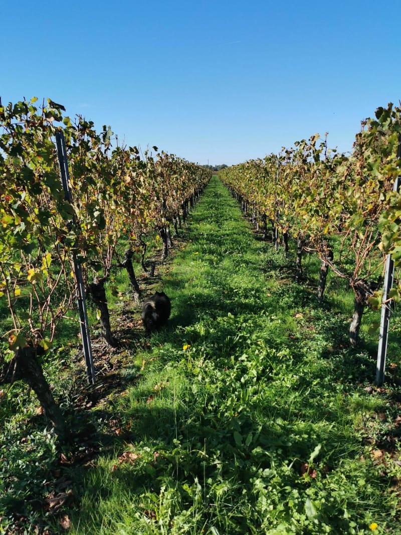 Balade au milieu des vignes de Saint-Genès-de-Fronsac - Saint-Gènes-de-Fronsac