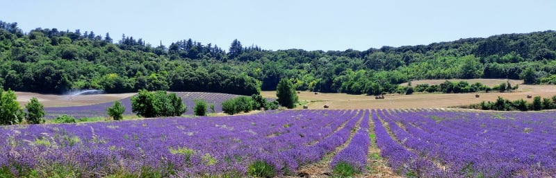 Entre les vignes de Lassere - La Force