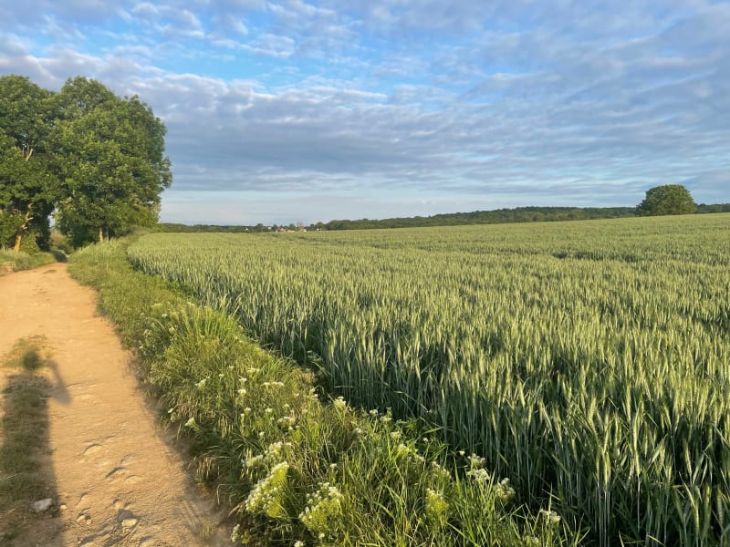 Entre route et champs à Orgeval - Orgeval