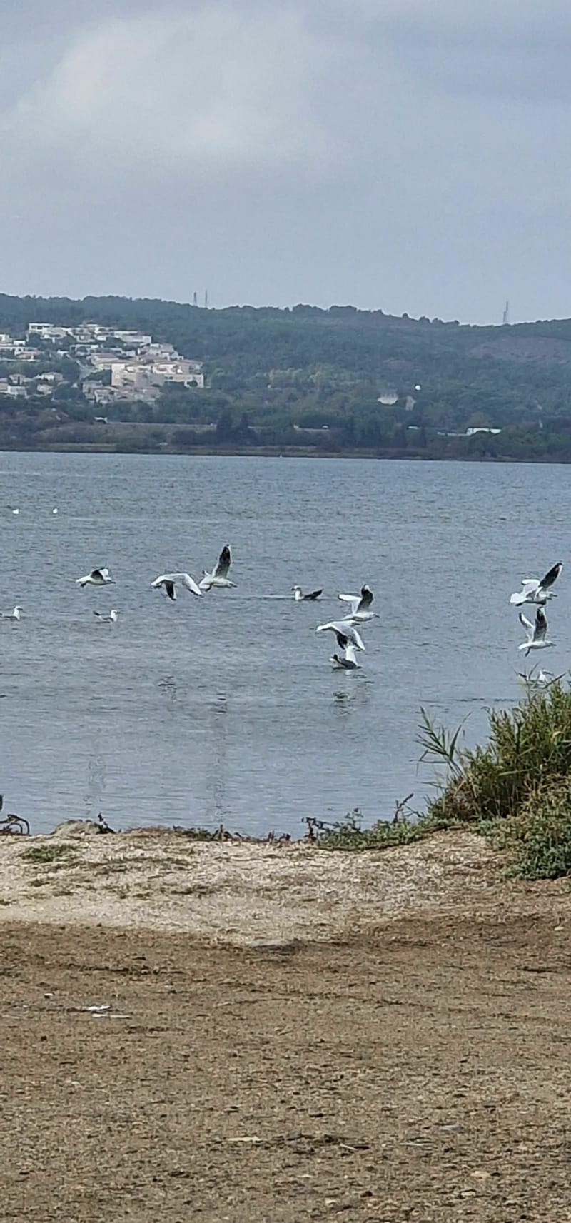 Gruissan Port la Nautique Bages Peyriac-de-Mer par les étang - Gruissan