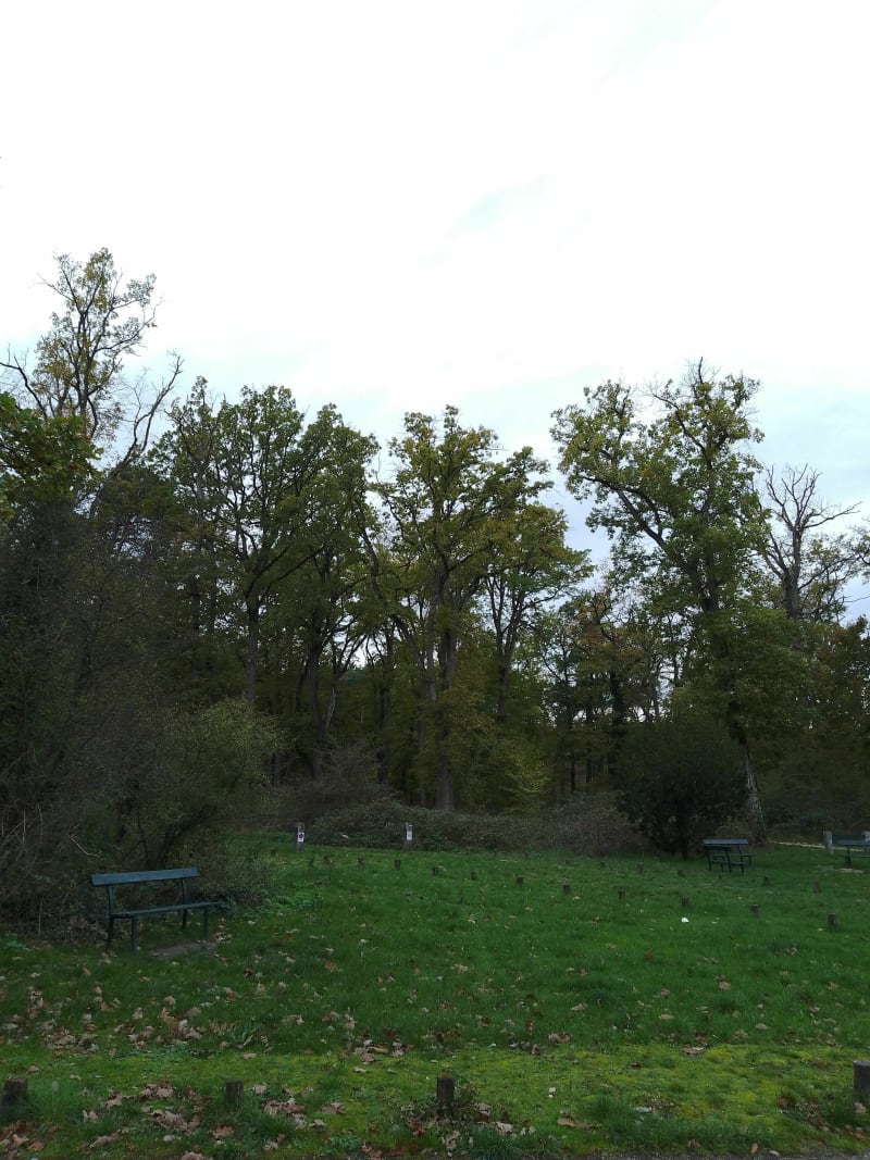 Balade forestière à Fontainebleau - Fontainebleau
