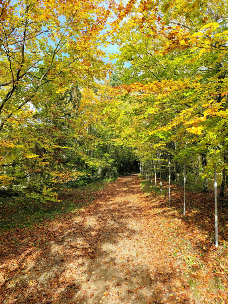 Belle balade en forêt - Laines-aux-Bois