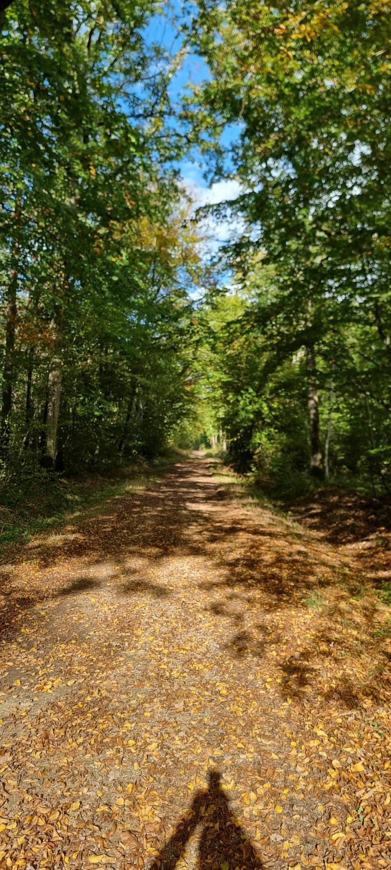 Balade en forêt domaniale de Montargis et alentours - Montargis