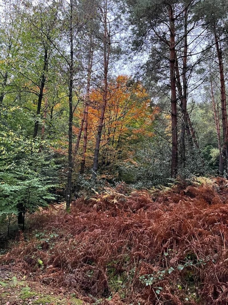 Forêt de Goersdorf - Gœrsdorf