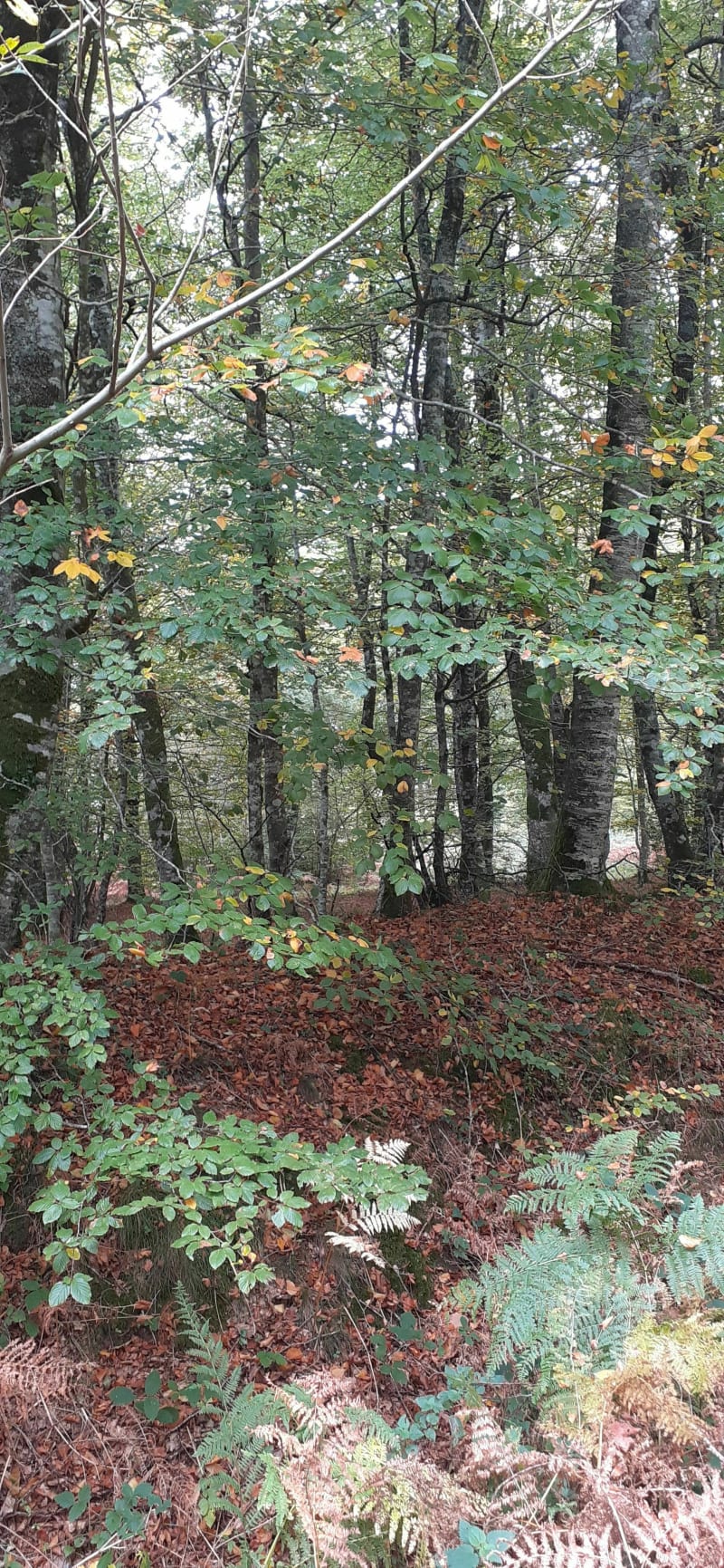Balade en forêt de Cerisy du Chêne au Veneur - Montfiquet