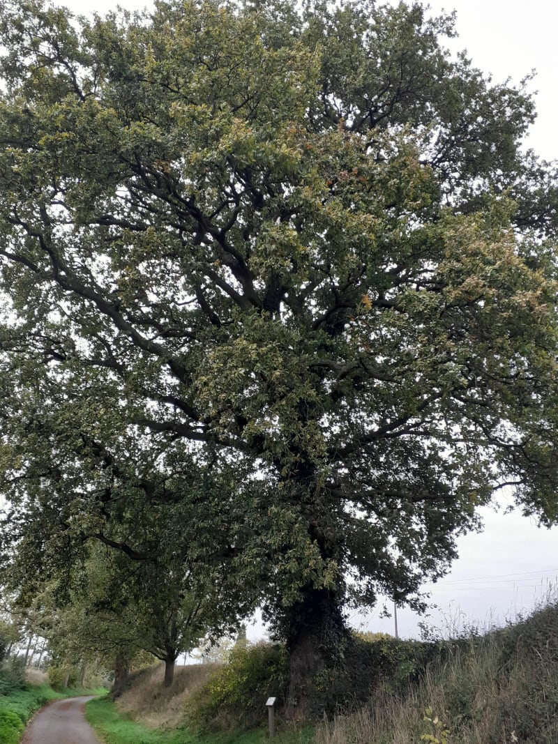 Balade forêt et patrimoine - Saint-Amand-les-Eaux