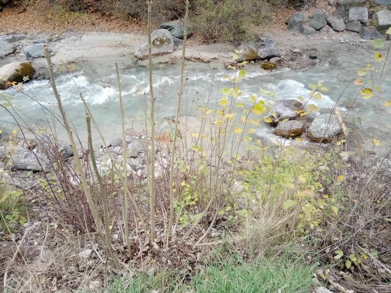 Balade le long de la Guisane et sentier du canal neuf - Briançon