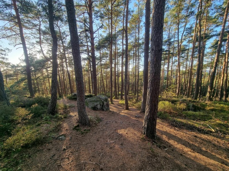 Le mur païen nord via le sentier des merveilles - Ottrott