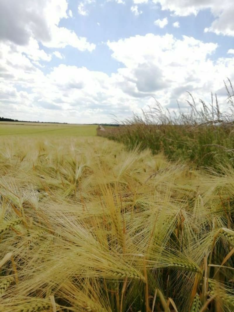 De Barisey à travers les champs - Barisey-au-Plain