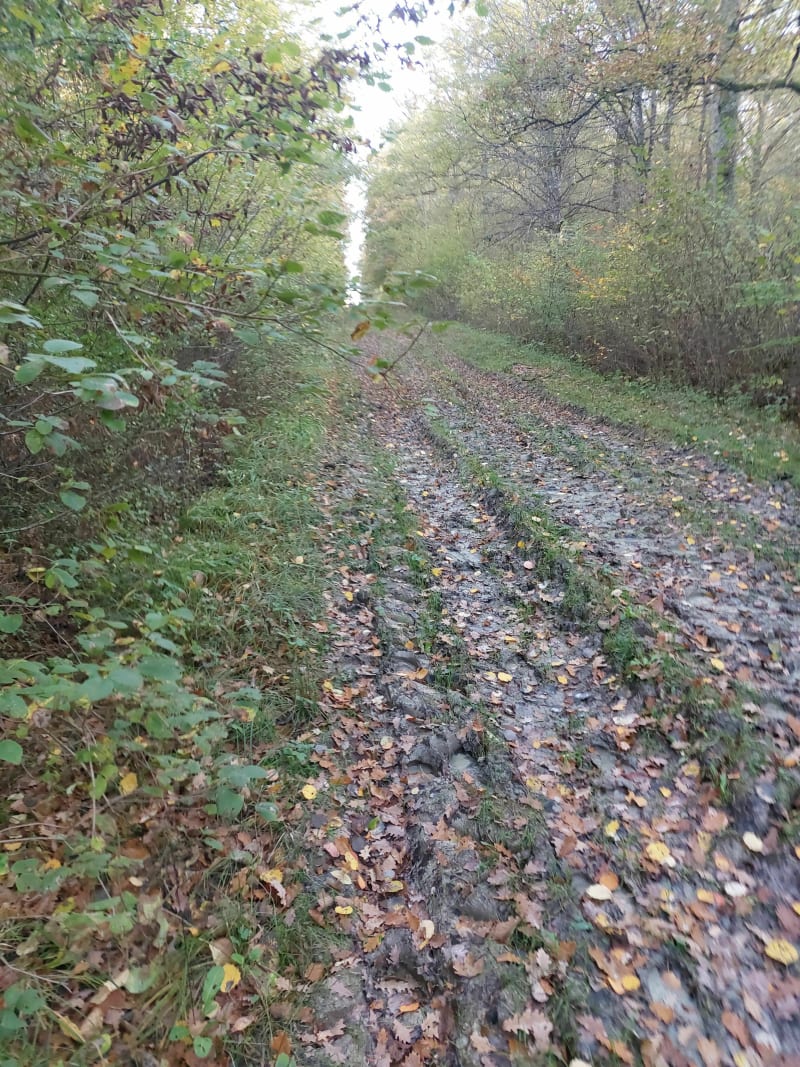 Promenade au Bois du Four retour par le Bois des Rappes - Gerbéviller
