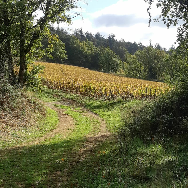 Autour du Mont Morin et vignobles - Fontaines