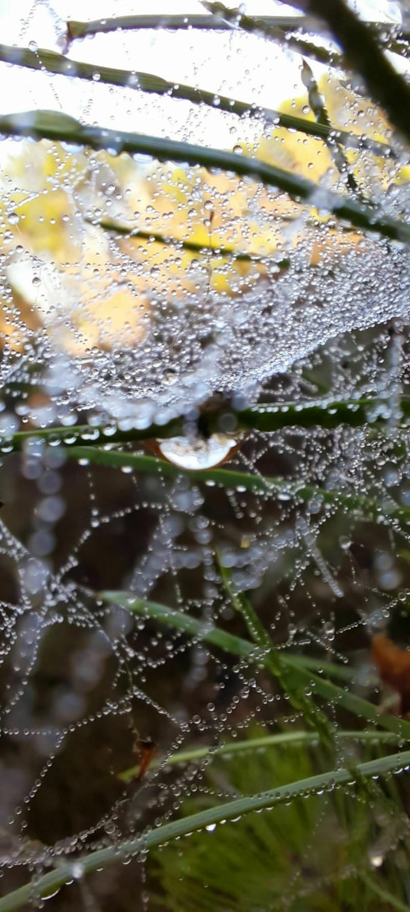 Au plus près de la nature matinale - Laigné-en-Belin