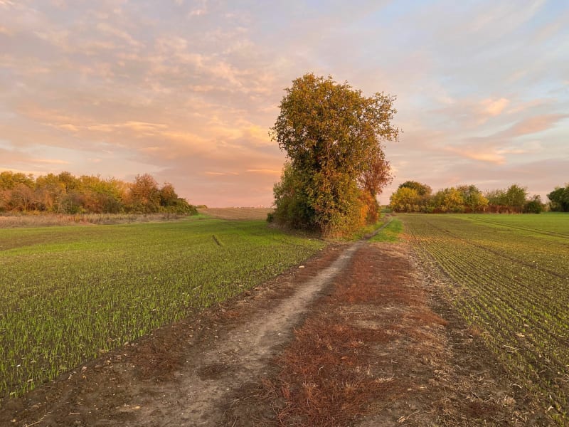 Balade matinale à travers champs - Maurecourt