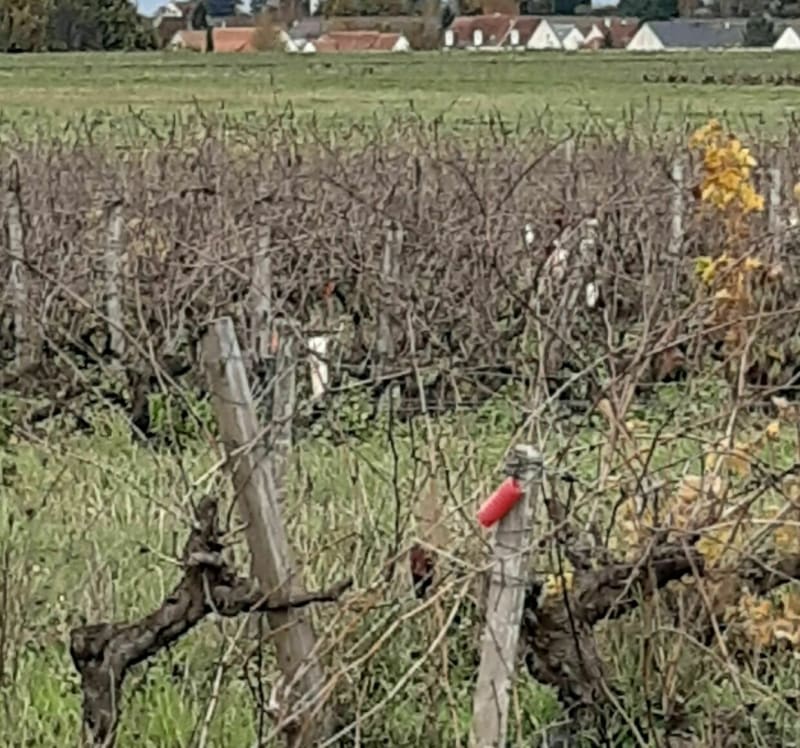 Les chemins au bord du Parc de la Bourdaisière - Montlouis-sur-Loire