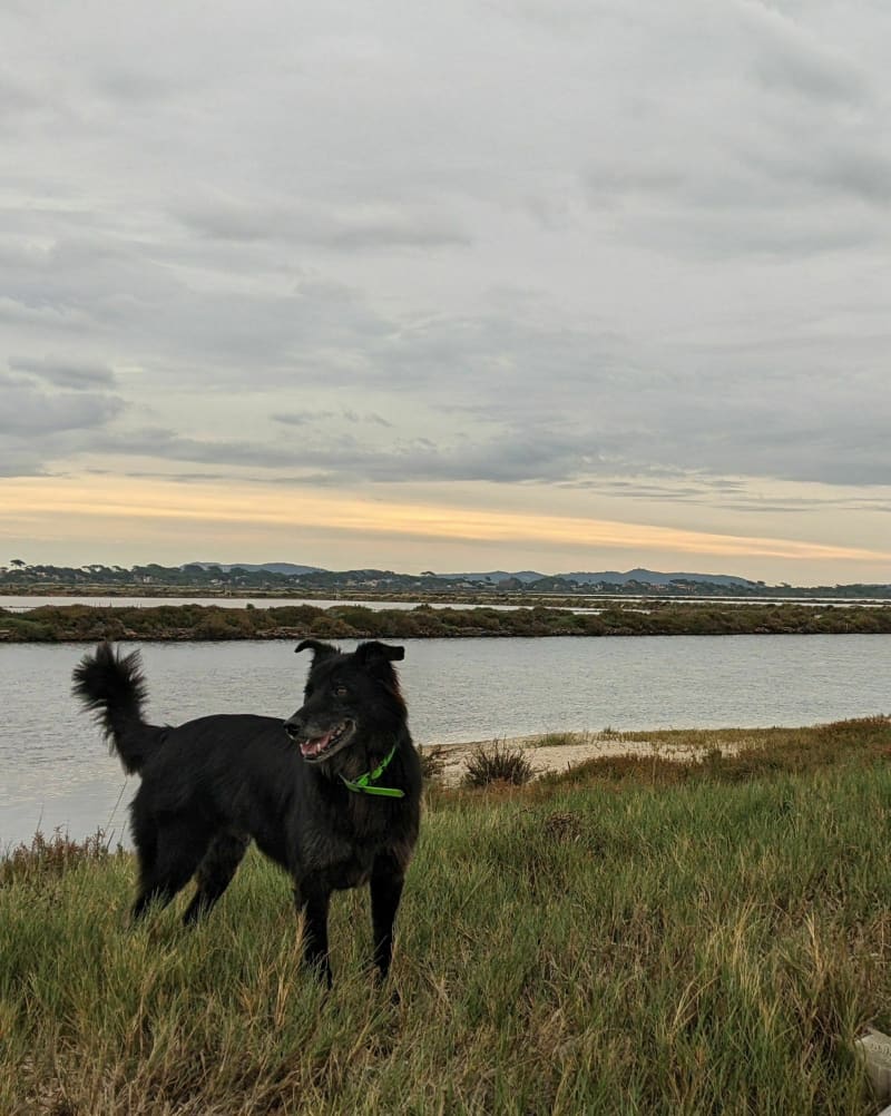 Bois de Costebelle et son Oppidum - Hyères