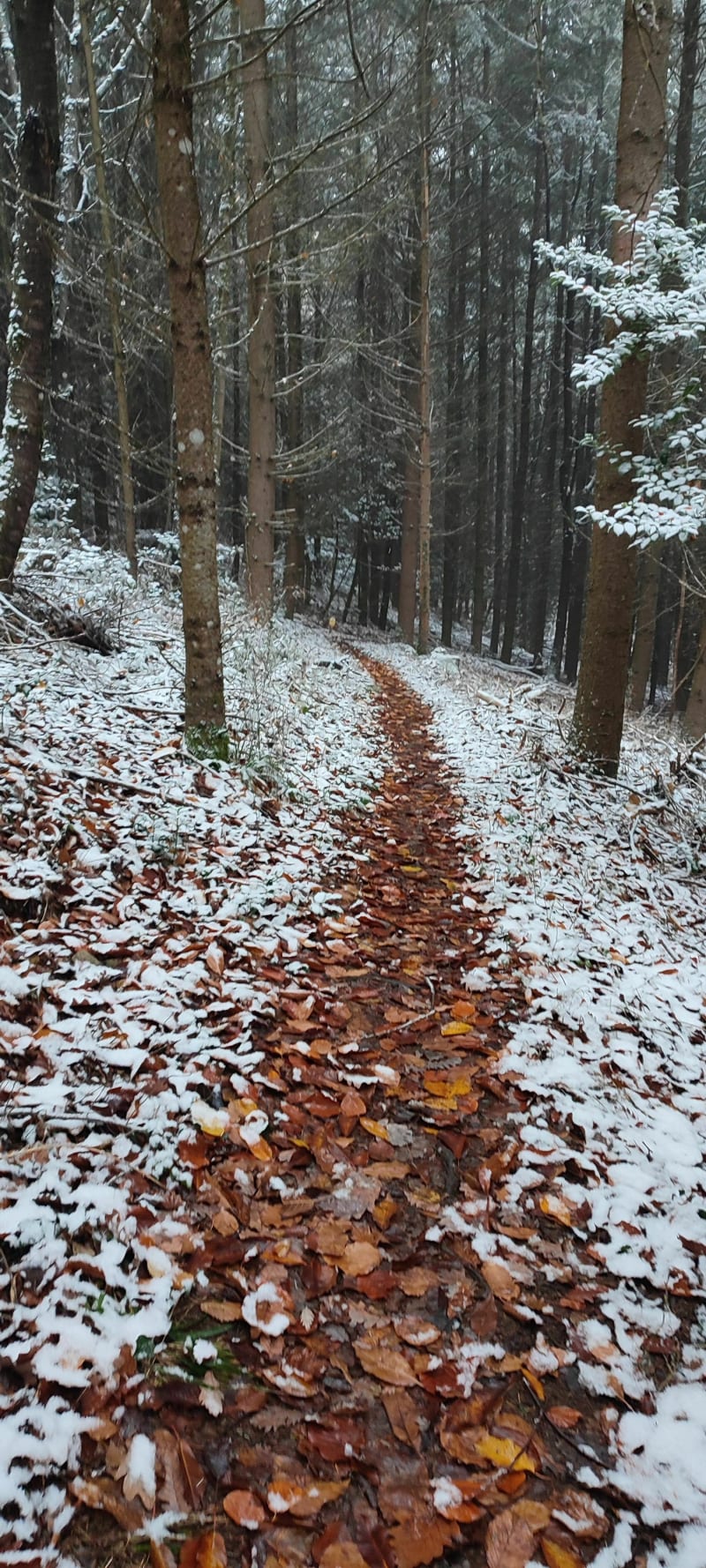 Boucle hivernale de Lautenbach - Lautenbach