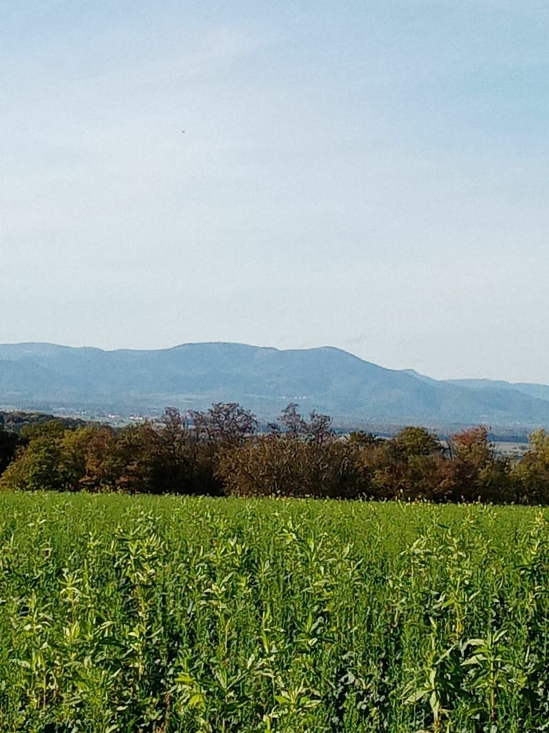 De Luemschwiller à Wittersdorf aller retour - Luemschwiller
