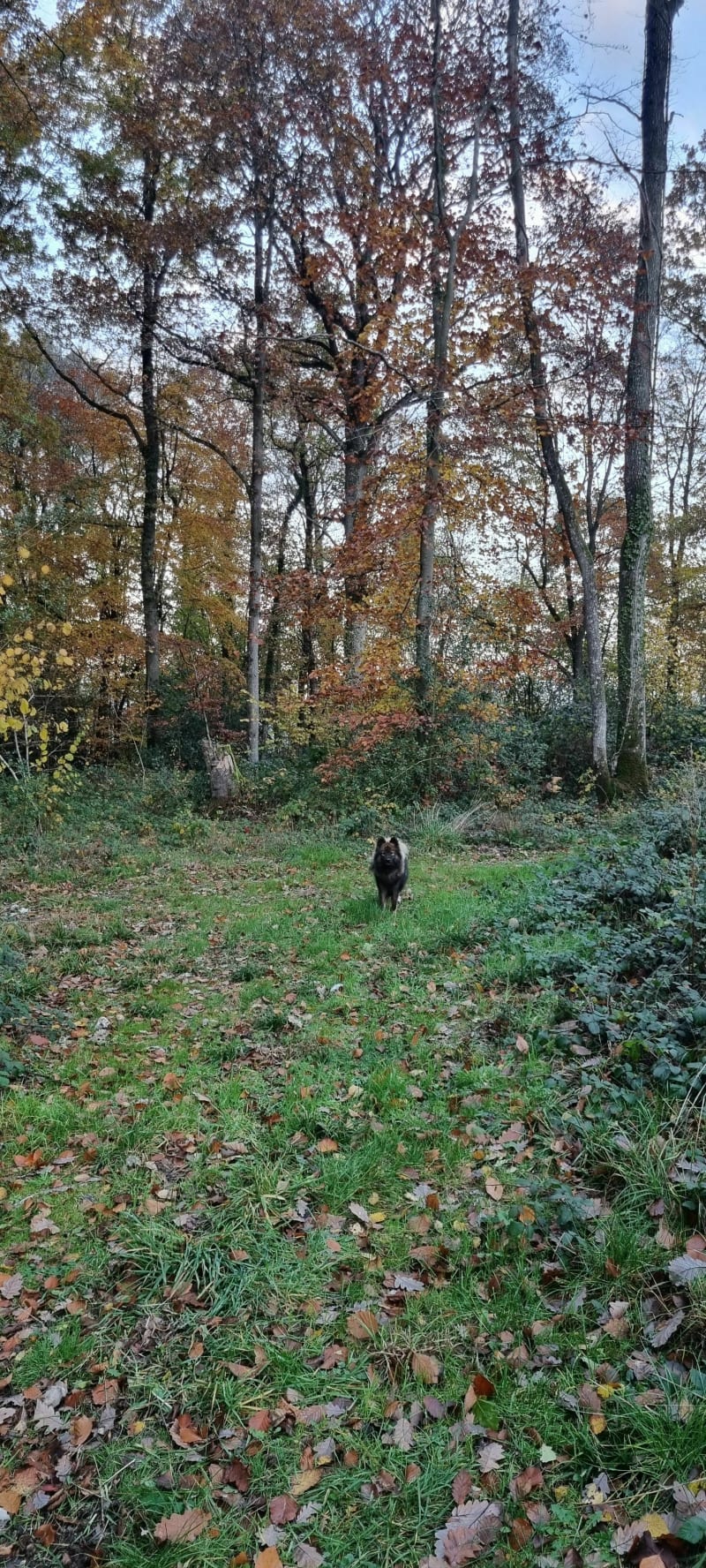 Balade dans les bois de Saint-Pierre et du Ronceray - Valorbiquet