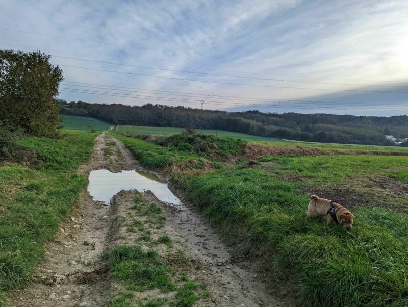 Petite boucle canine à Saint Just Chaleyssin - Saint-Just-Chaleyssin