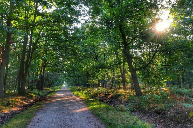 Petite balade en forêt de Senart - Yerres