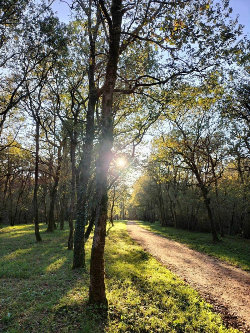 Parcours forêt à Sainte-Gemme - Sainte-Gemme-la-Plaine