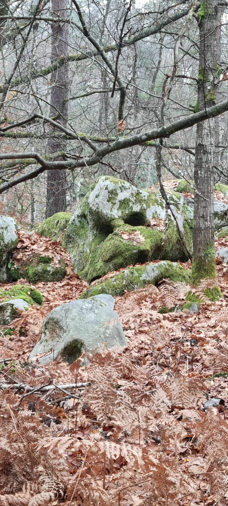 Les Grands Feuillards - Fontainebleau