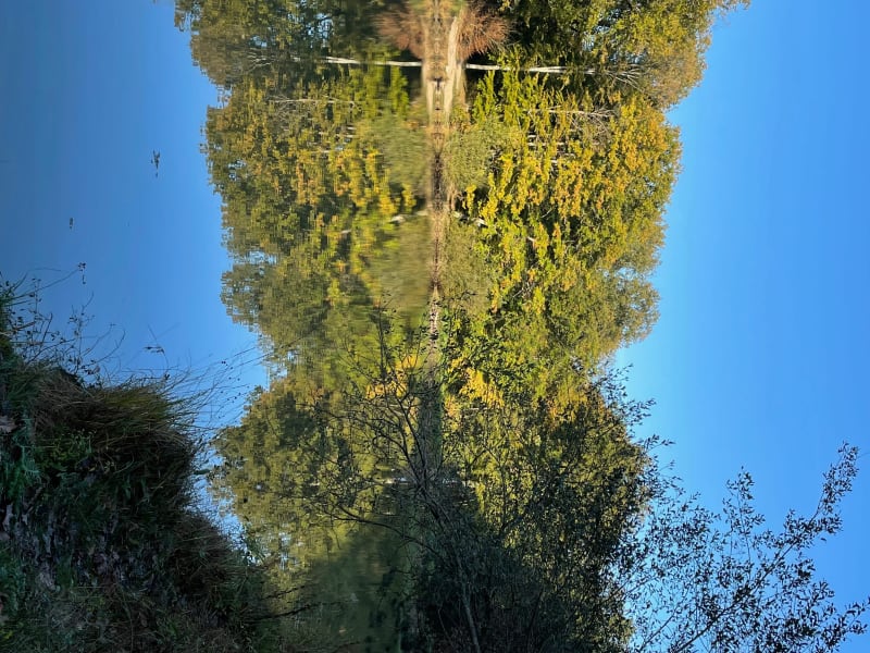 Balade autour de l’étang à Madame - Chambon la Forêt