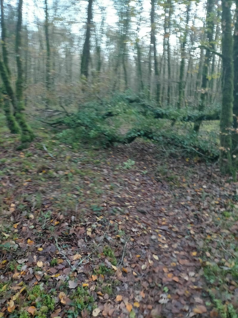 Petit footing en forêt de Coatloc'h - Scaër
