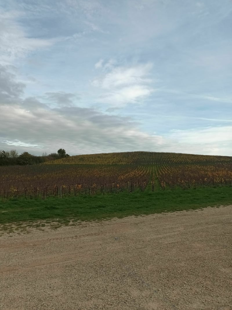 Mont-de-Berru entre bois et vigne - Berru