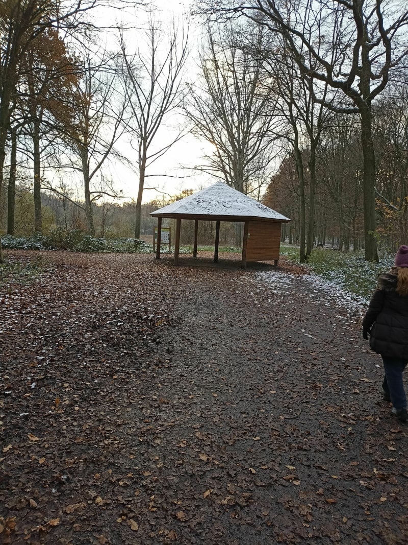 Promenade en forêt de Phalempin - Phalempin