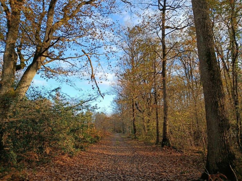 Lerné, sa campagne, les bois de Fontevraud et ses maisons en Tuffeau - Lerné
