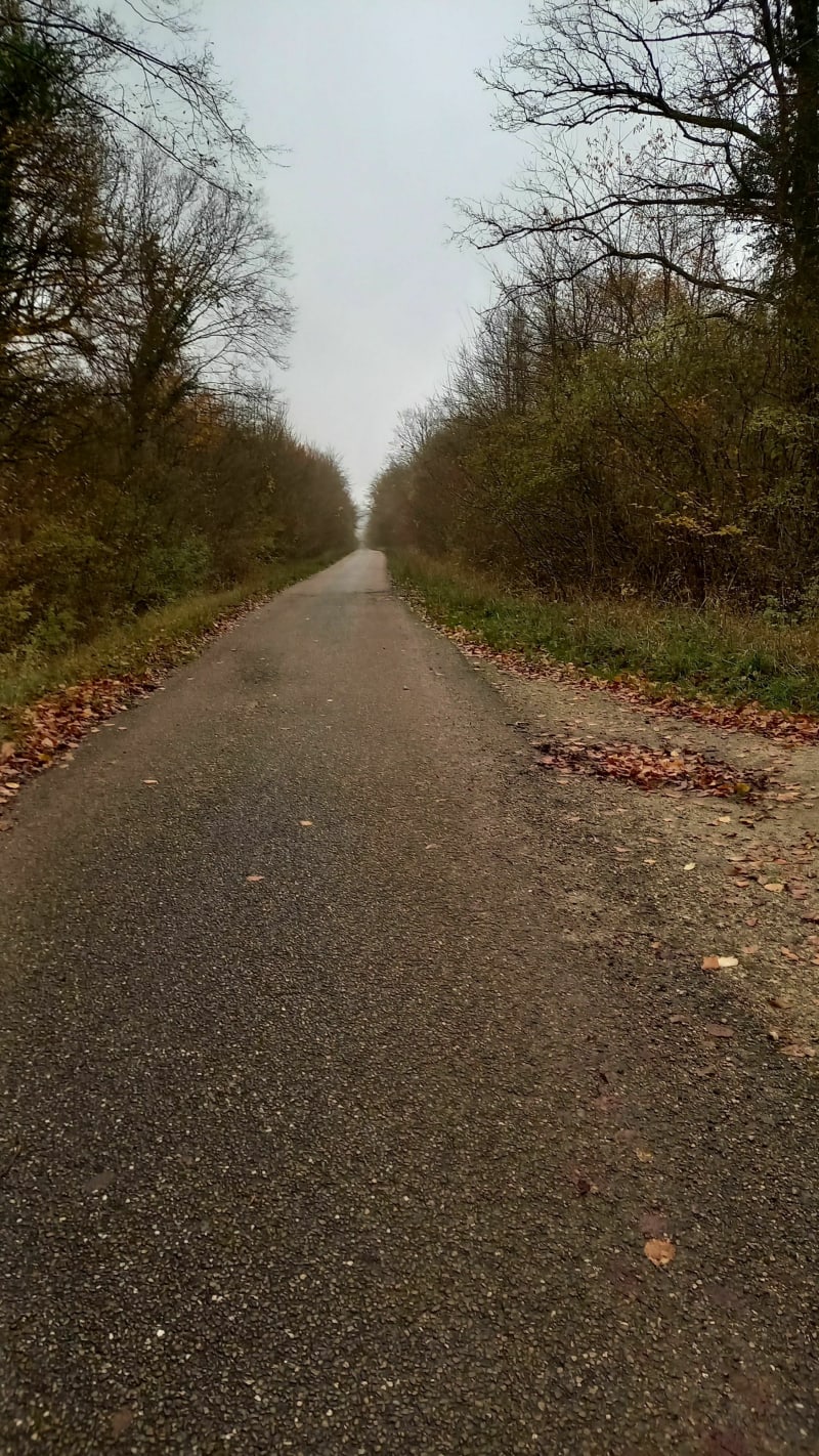 Balade en forêt de Clairlieu - Villers-lès-Nancy