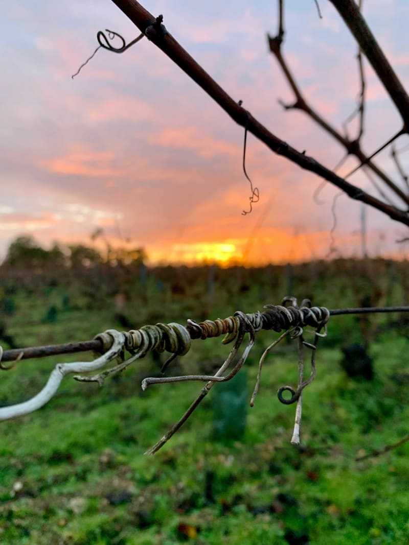 Petite balade dans le vignoble Quinçois - Quincy