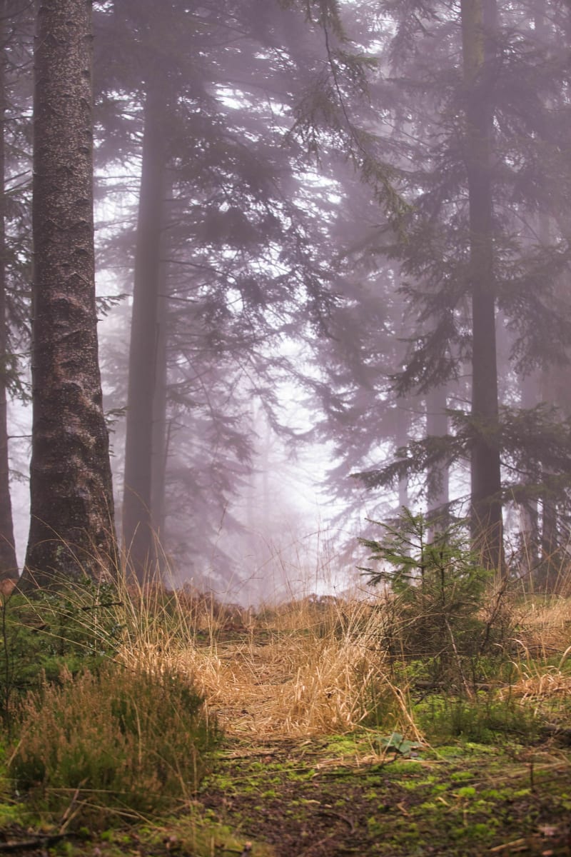 Randonnée en forêt de Perseigne depuis Aillières-Beauvoir - Aillières-Beauvoir