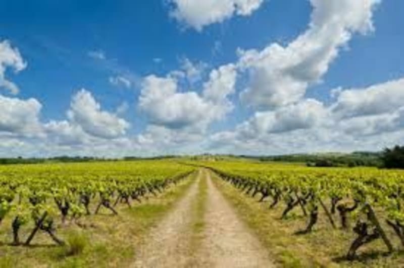 Voyage dans le vignoble Nantais - Vallet