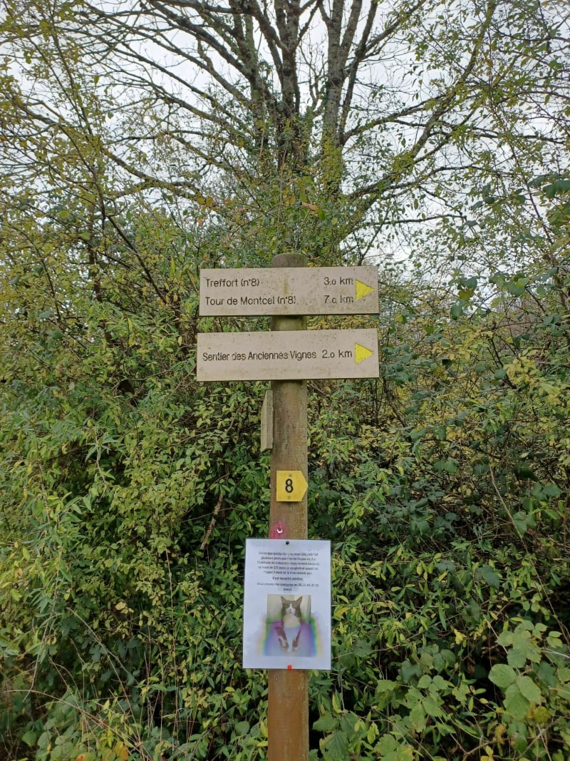 Moncel, le sentier des vieilles vignes et le Chapeau de Gendarme - Val-Revermont