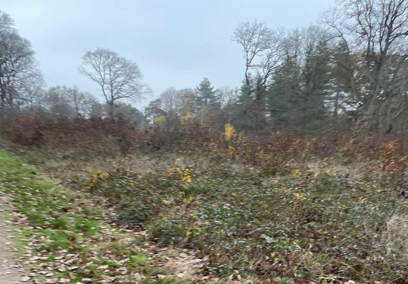Balade dans la forêt de Saint Arnoult - Dourdan