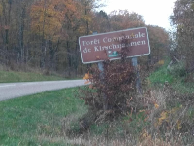 Forêt de Kirchnaumen - Kirschnaumen